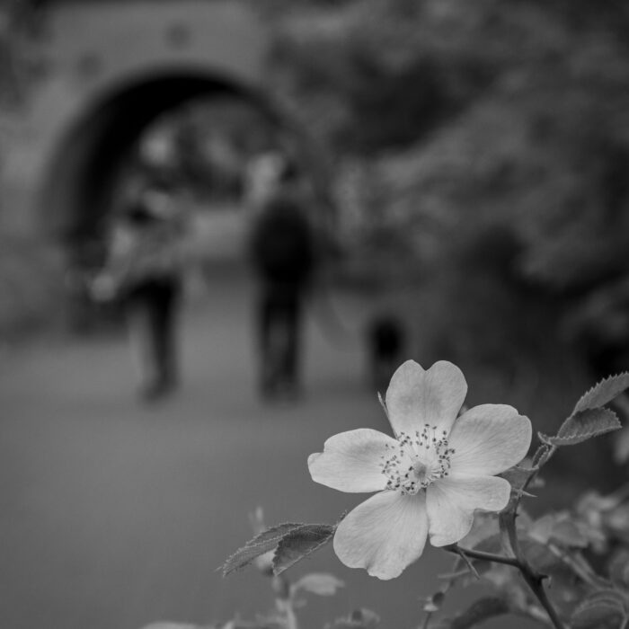 Blumensaum
