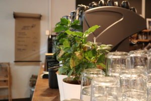 Pflanze - Café Obenauf